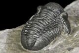 Detailed Gerastos Trilobite Fossil - Morocco #141682-2